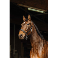 Cabezada de cuero Norton Rock Negro