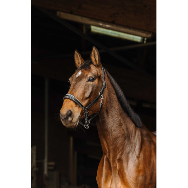 Cabezada de cuero Norton Rock Negro