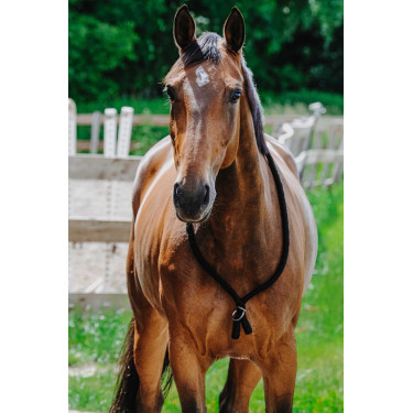 Collar Etológico NORTON Negro