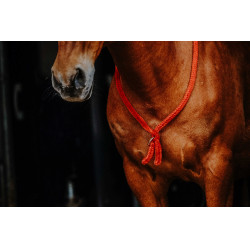 Collar Etológico NORTON Roja Rojo