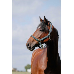 Cabezada Riding World Cushion Verde oscuro