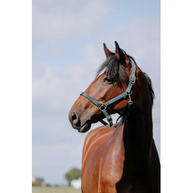 Cabezada Riding World Cushion Verde oscuro