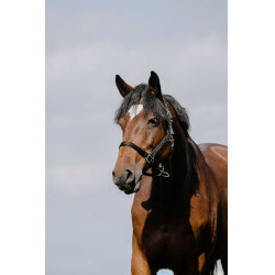 Cabezada Riding World Cushion Negro