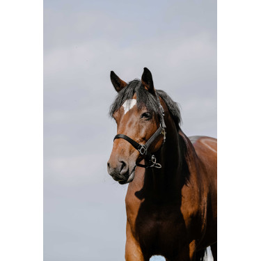Cabezada Riding World Cushion Negro