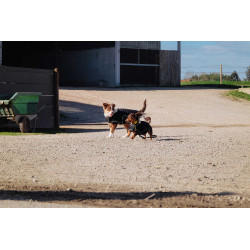 Cobija para perro Te quiero Equithème Negro Cobija para perro Te quiero Equithème Negro