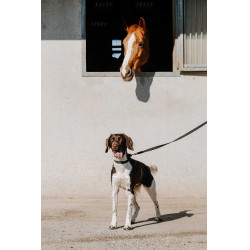 Collar para perro EQUITHÈME - Nala Negro