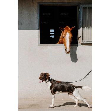 Collar para perro EQUITHÈME - Nala Negro