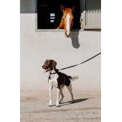 Collar para perro EQUITHÈME - Nala Negro