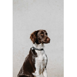 Collar para perro EQUITHÈME - Nala Negro