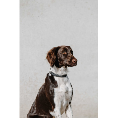 Collar para perro EQUITHÈME - Nala Negro