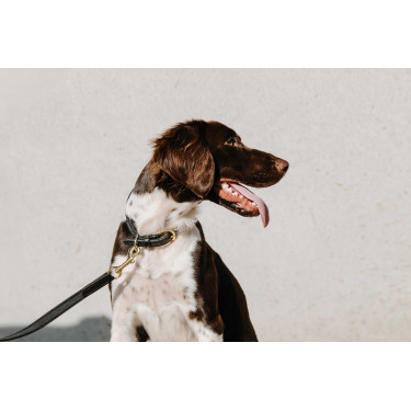 Collar para perro EQUITHÈME - Nala Negro