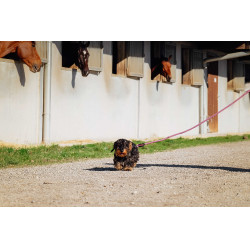 Correa para perro con asa RIDING WORLD - Lucky Rosa viejo