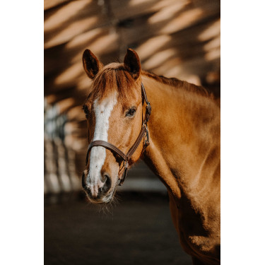 Licol NORTON - US Havana Marrón