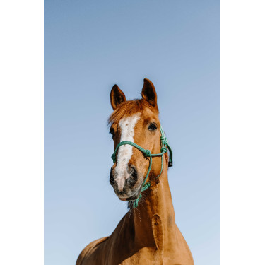 Licol éthologique NORTON - Glim Verde claro / plata