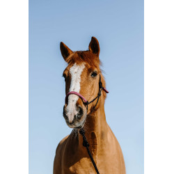 Cuerda etológica + ramal Norton Suecia Negro / rosa