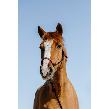 Cuerda etológica + ramal Norton Suecia Negro / rosa