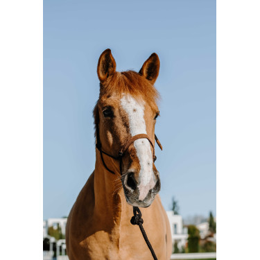 Cuerda etológica + ramal Norton Suecia Marrón / marrón claro