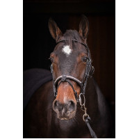 Cabezada PENELOPE - Symphonie SR - Negro