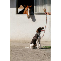Correa para perro con asa EQUITHÈME - Haspen Negro / empuñadura frambuesa