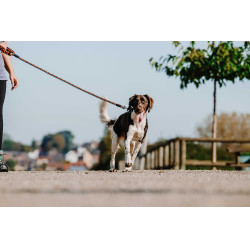 Correa para perro con asa EQUITHÈME - Haspen Negro / empuñadura naranja