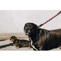 Correa para perro con asa EQUITHÈME - Haspen Negro / empuñadura frambuesa Correa para perro con asa EQUITHÈME - Haspen Negro / empuñadura frambuesa