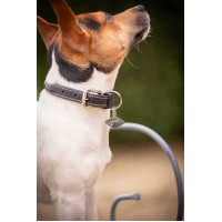 Collar para perro Pénélope Olie Negro