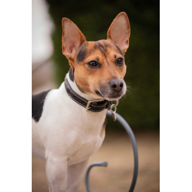 Collar para perro Pénélope Olie Negro Collar para perro Pénélope Olie Negro