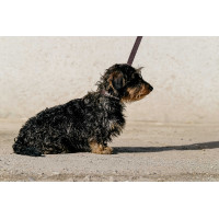 Collar y correa para perro EQUITHÈME - Max Castaño Marrón Collar y correa para perro EQUITHÈME - Max Castaño Marrón