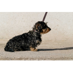 Collar y correa para perro EQUITHÈME - Max Castaño Marr&amp;oacute;n