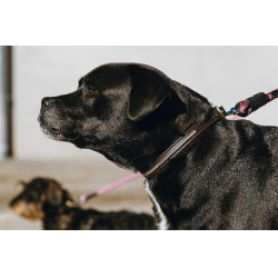 Collar y correa para perro EQUITHÈME - Max Castaño Marr&amp;oacute;n