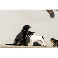 Collar y correa para perro EQUITHÈME - Max Negro