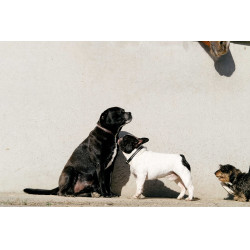 Collar y correa para perro EQUITHÈME - Max