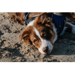 Arnés para perros RIDING WORLD - Simba Marino Azul marino