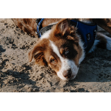 Arnés para perros RIDING WORLD - Simba Marino Azul marino