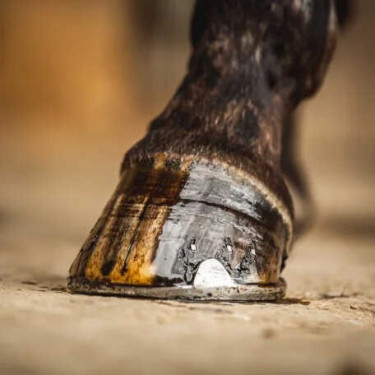 Aceite para cascos Carr & Day & Martin árbol del té