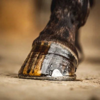 Aceite para cascos Carr & Day & Martin árbol del té