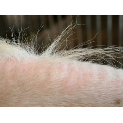 Champú Animaderm Tea Tree