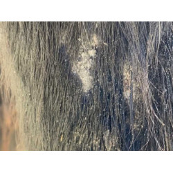 Champú Animaderm Tea Tree