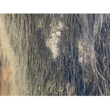 Champú Animaderm Tea Tree