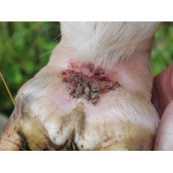 Champú Animaderm Tea Tree