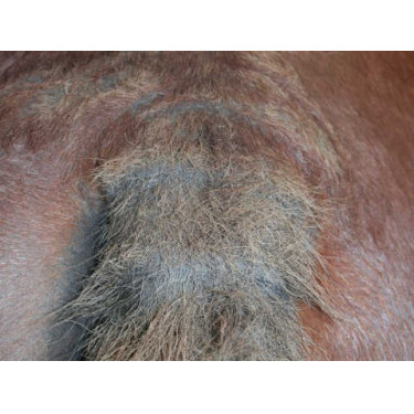 Champú Animaderm Tea Tree