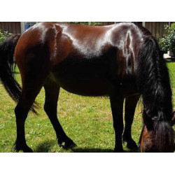 Champú Animaderm Tea Tree