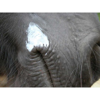 ANIMADERM Natjely Bálsamo