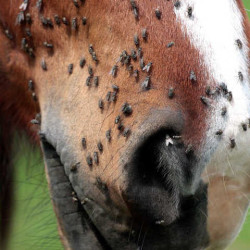 Repelente ANIMADERM Derfly Repelente ANIMADERM Derfly