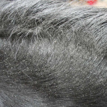 Repelente ANIMADERM Derfly Repelente ANIMADERM Derfly