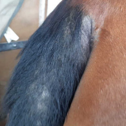 Repelente ANIMADERM Derfly Repelente ANIMADERM Derfly