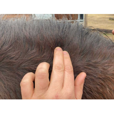 Loción Animaderm Clear Loción Animaderm Clear