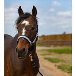 Cabezada de cuadra EQUITHÈME Nylon Check marine, contrastes noirs Azul