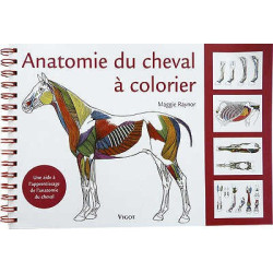 Anatomía del caballo para colorear