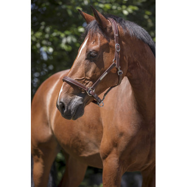 Cabezada de cuero Norton Pro Grooming Havana Marr&amp;amp;amp;oacute;n